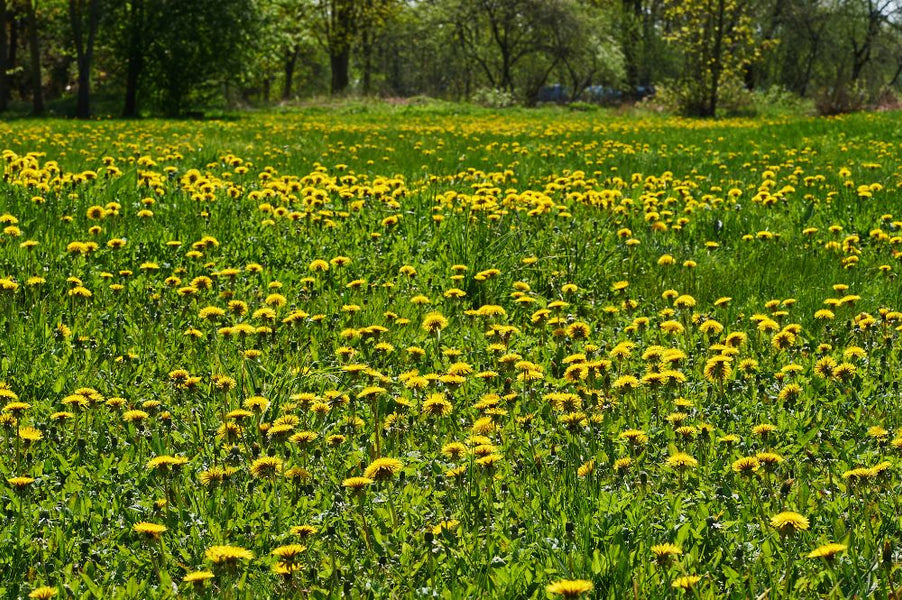 5 reasons why dandelions are Mother Nature’s Miracle plant