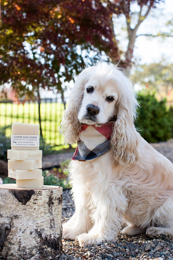 all natural solid dog shampoo bar